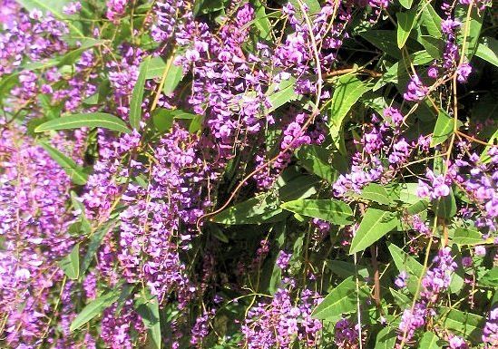 Vine-producing plants