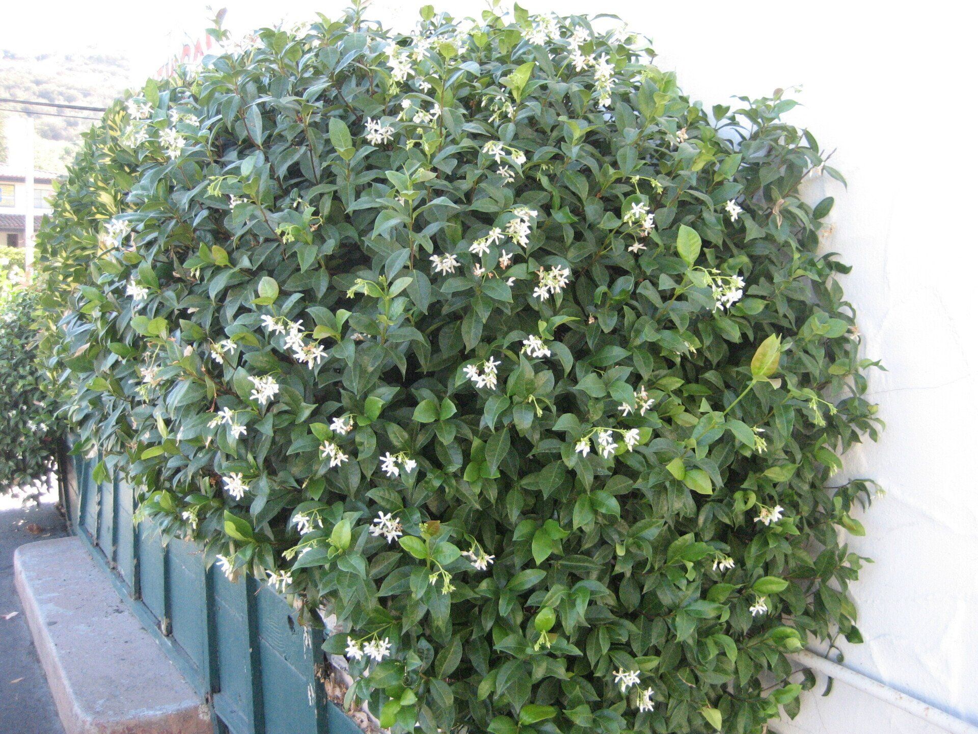 Vine-producing plants
