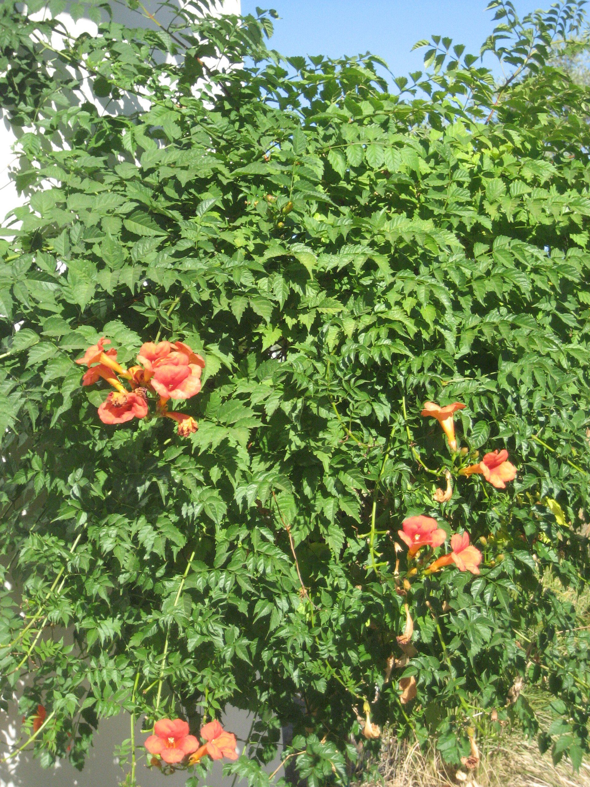 Vine-producing plants