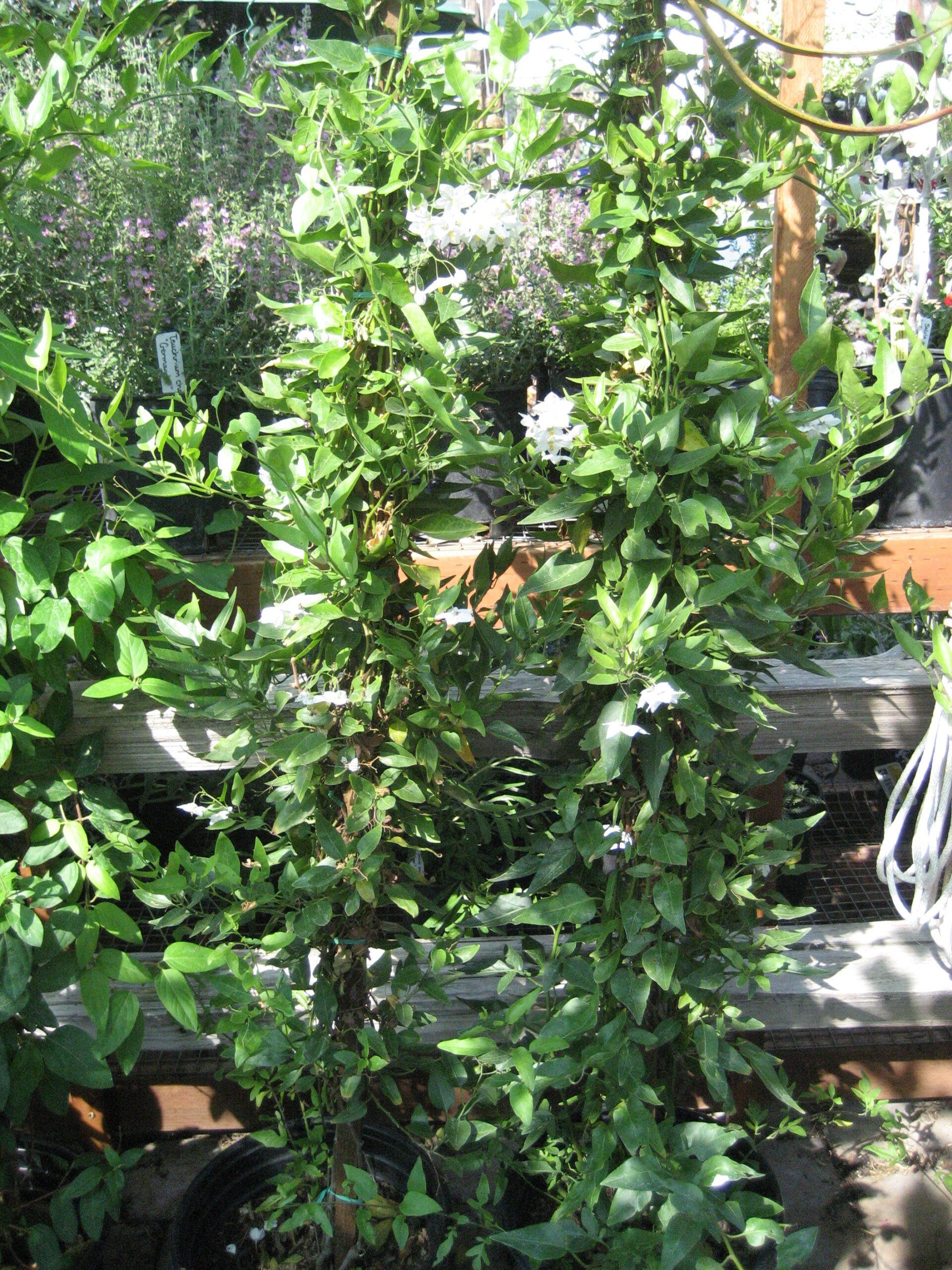 Vine-producing plants