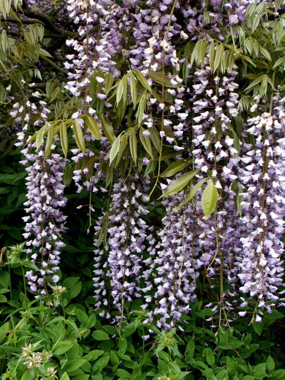 Vine-producing plants