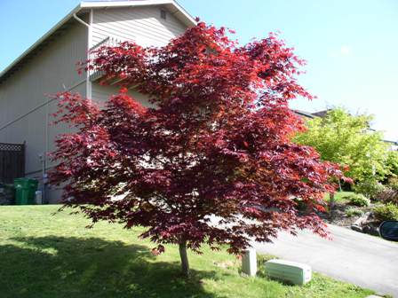 Trees