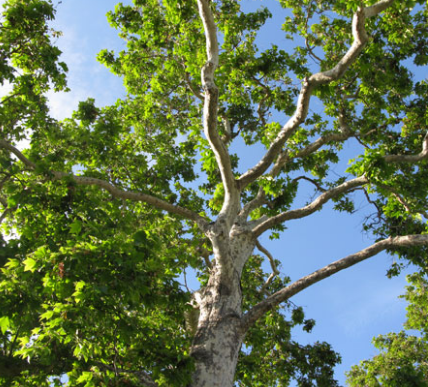 Trees