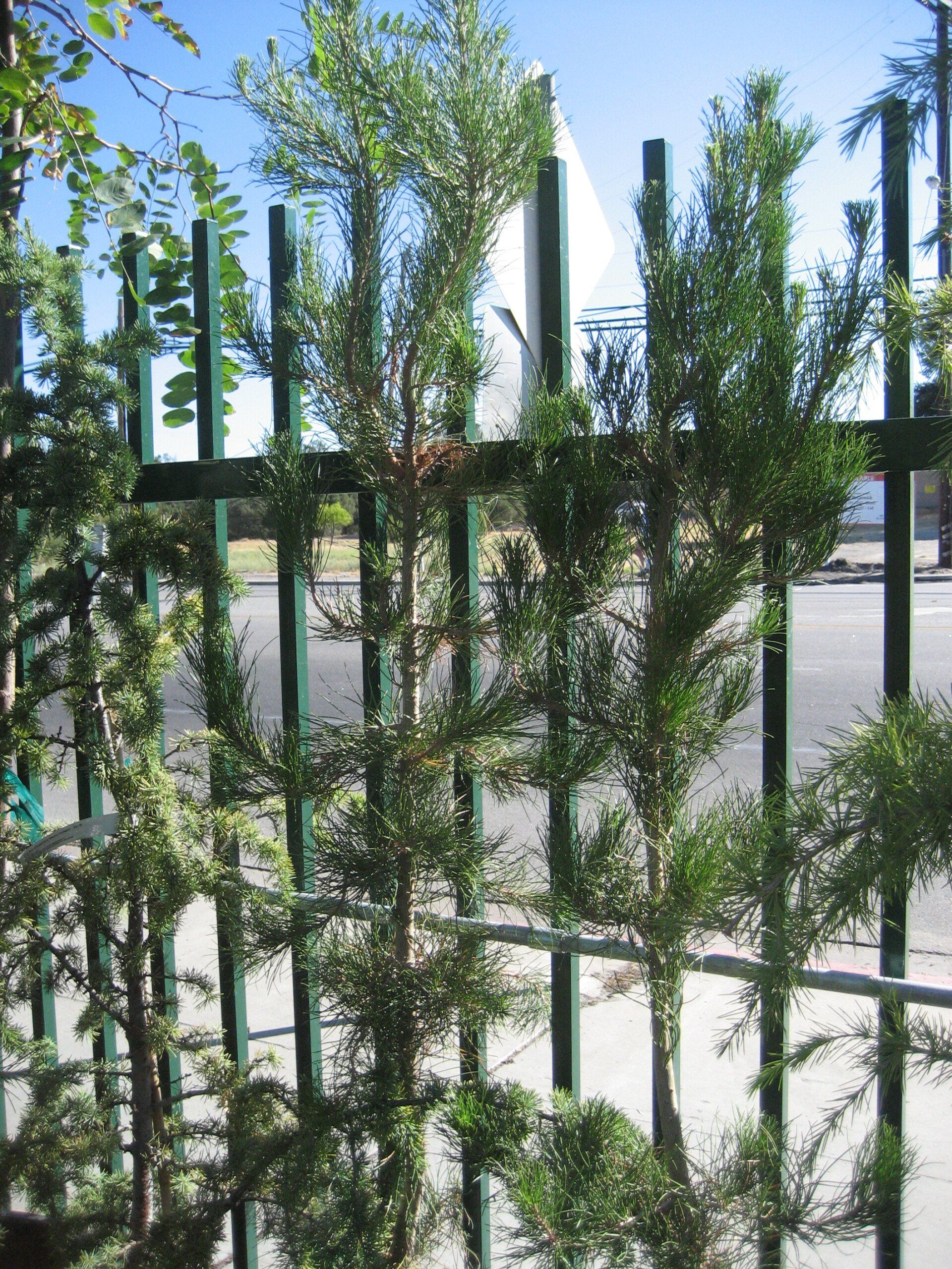 Trees