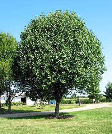 Trees