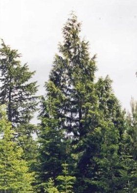 Trees