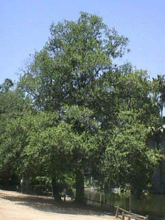 Trees