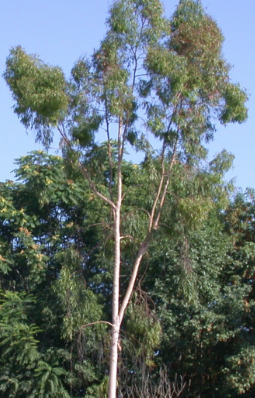 Trees
