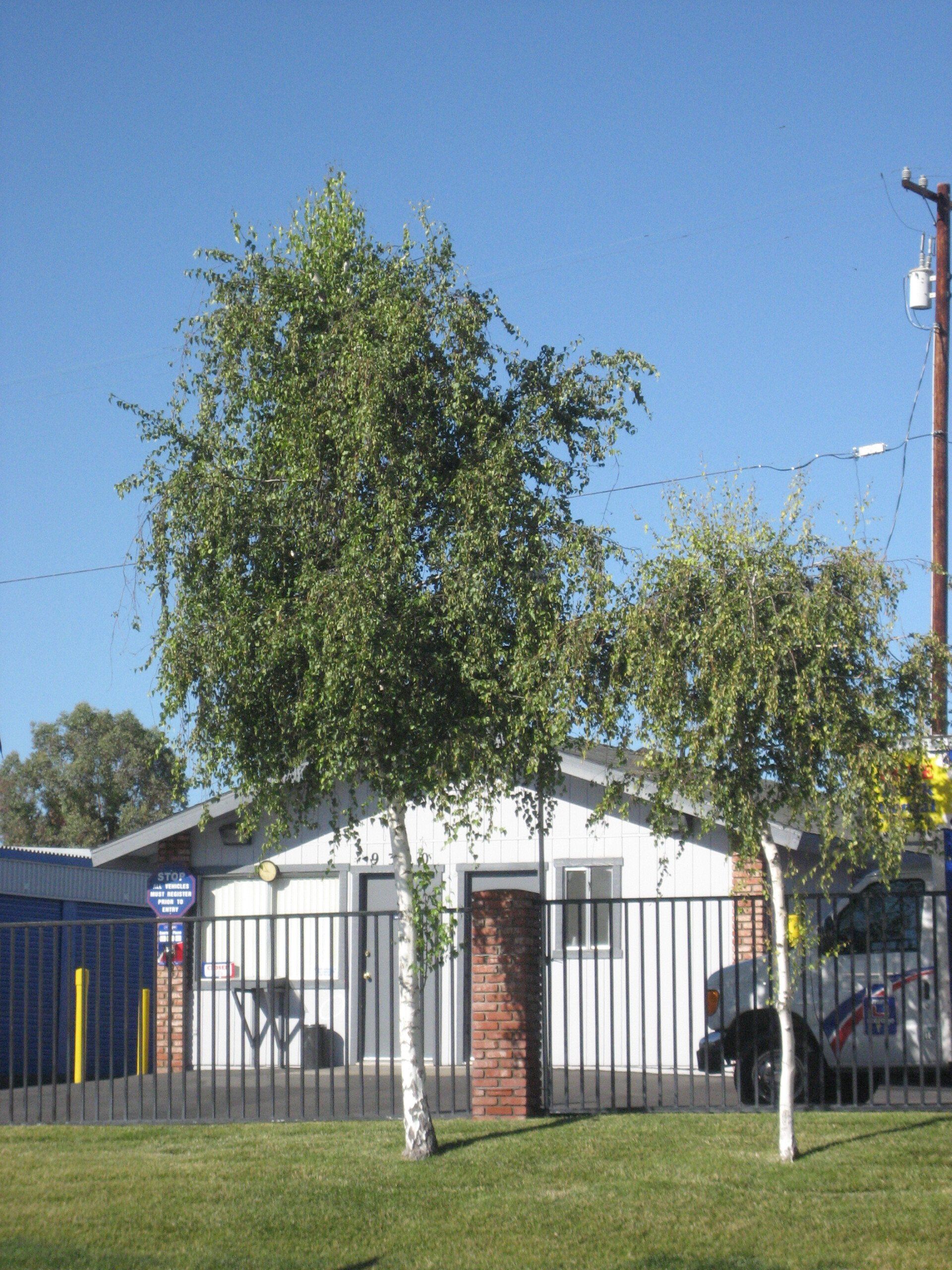 Trees