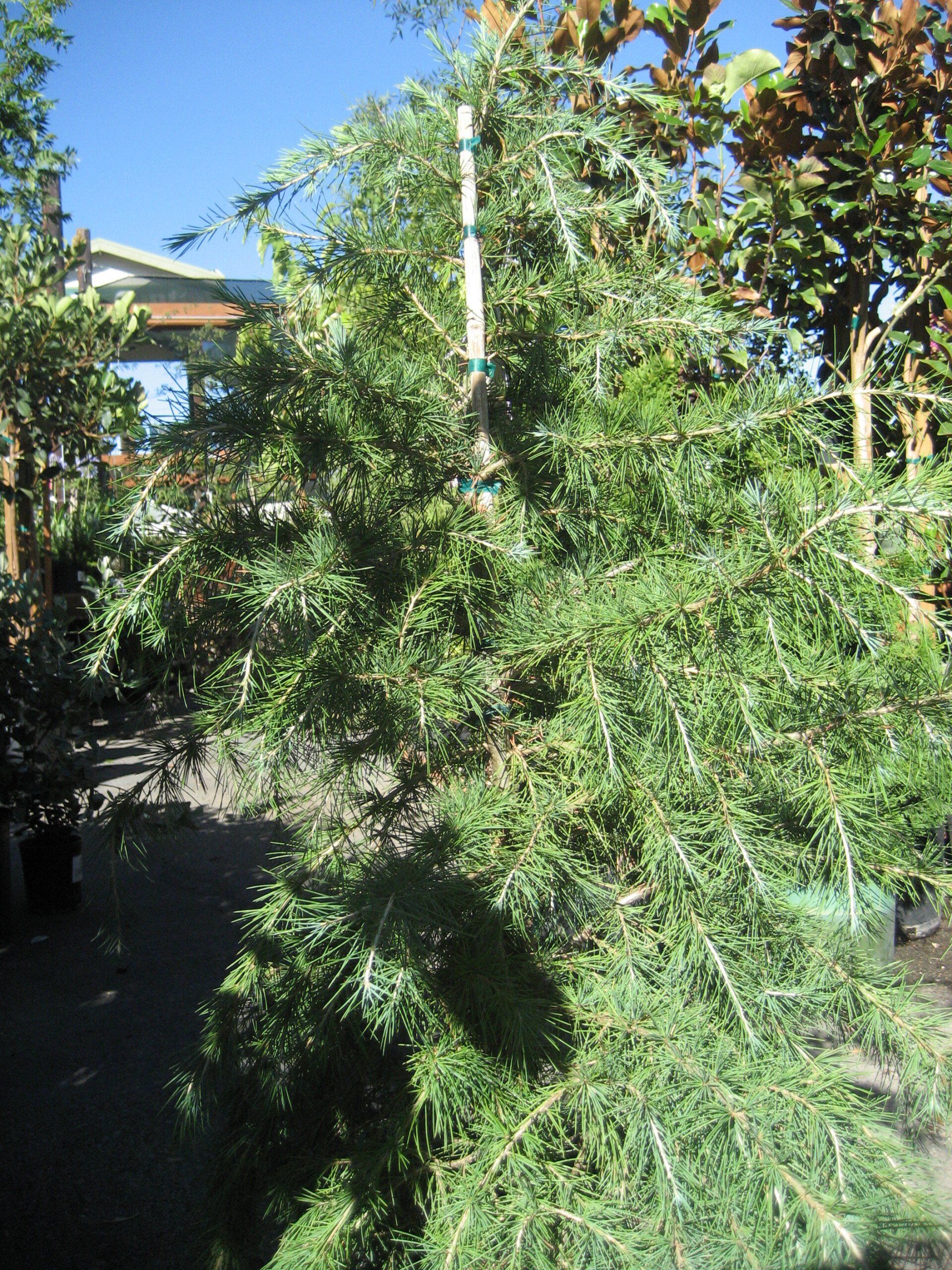Trees