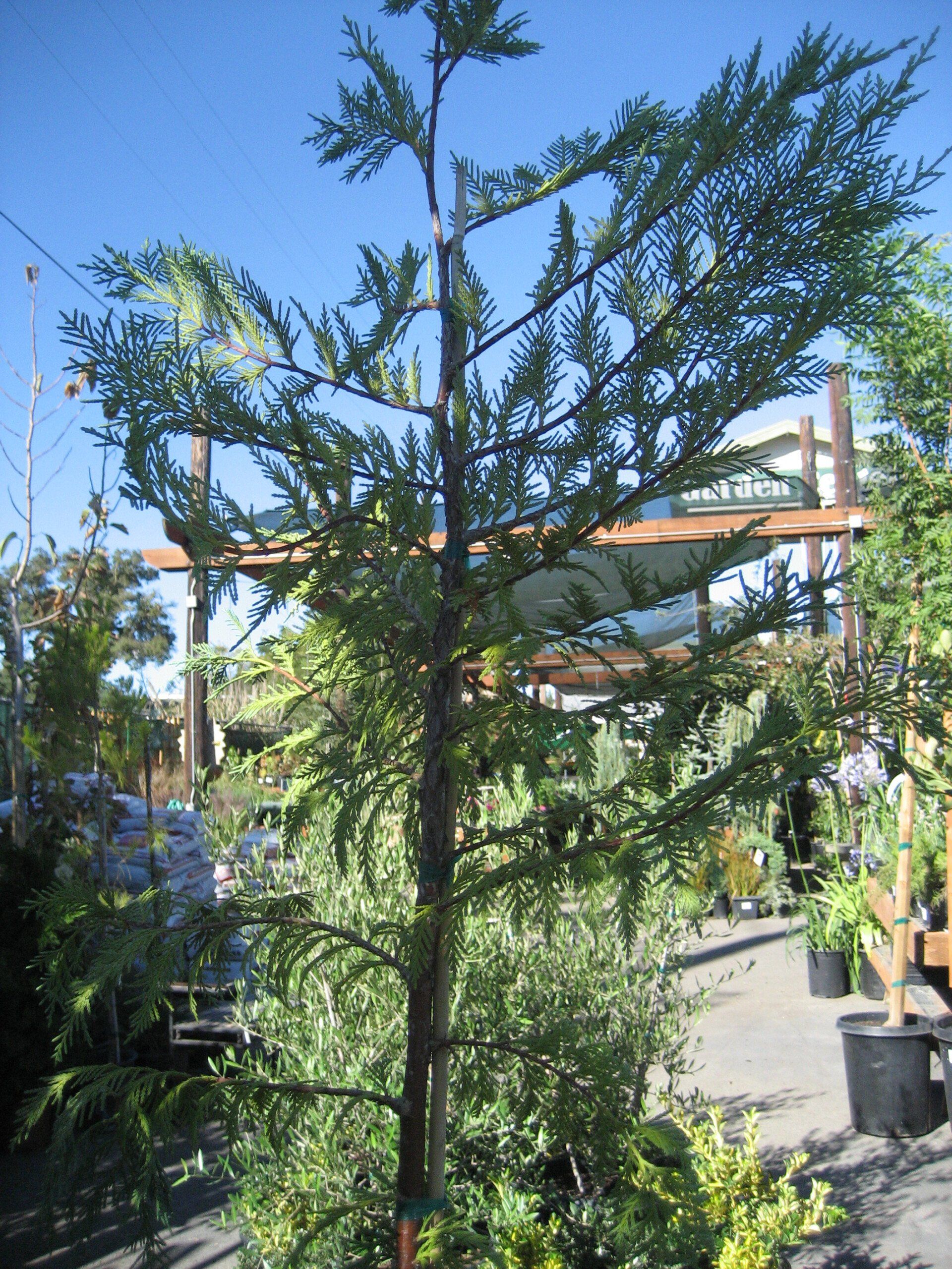 Trees