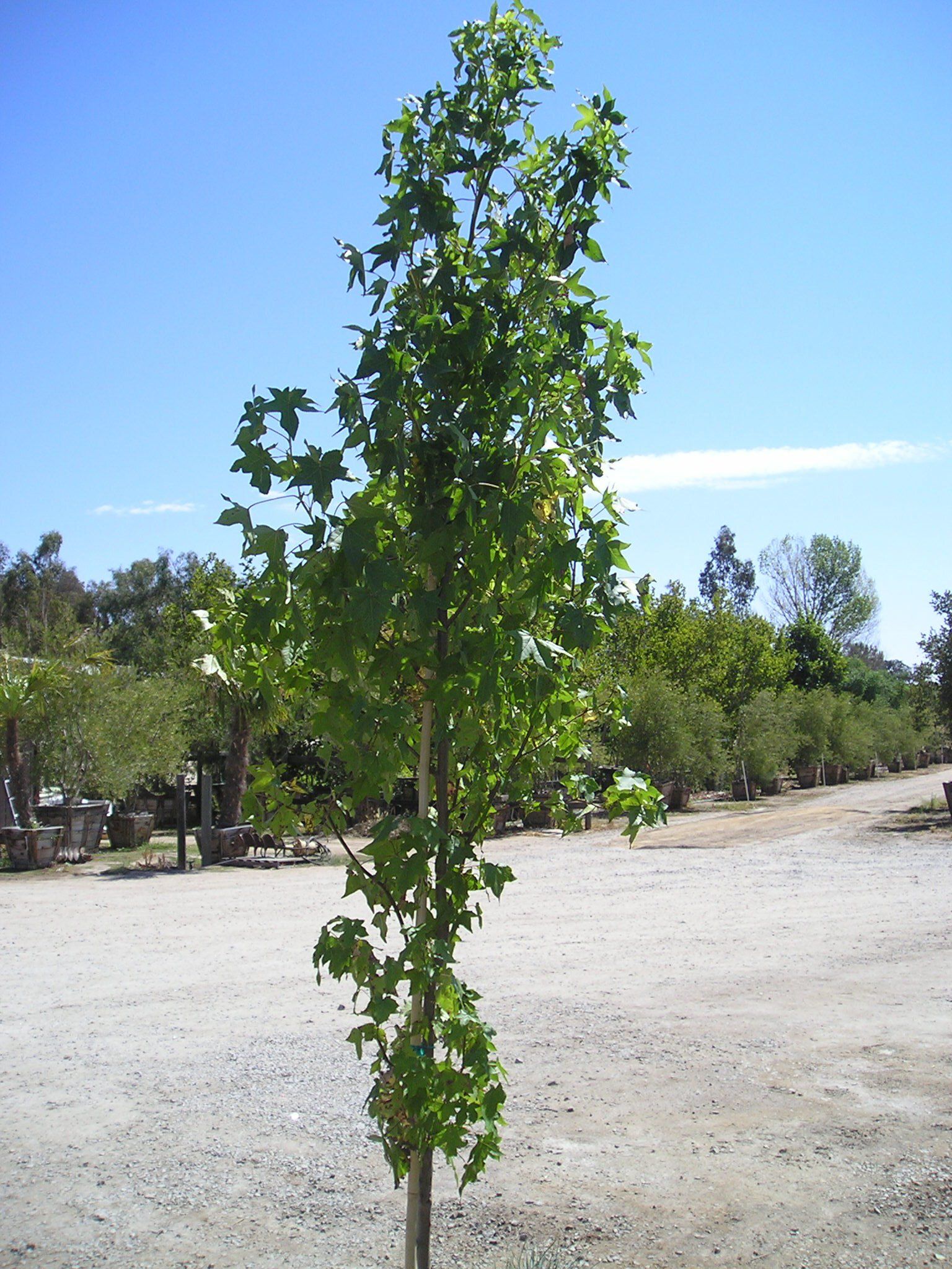 Trees