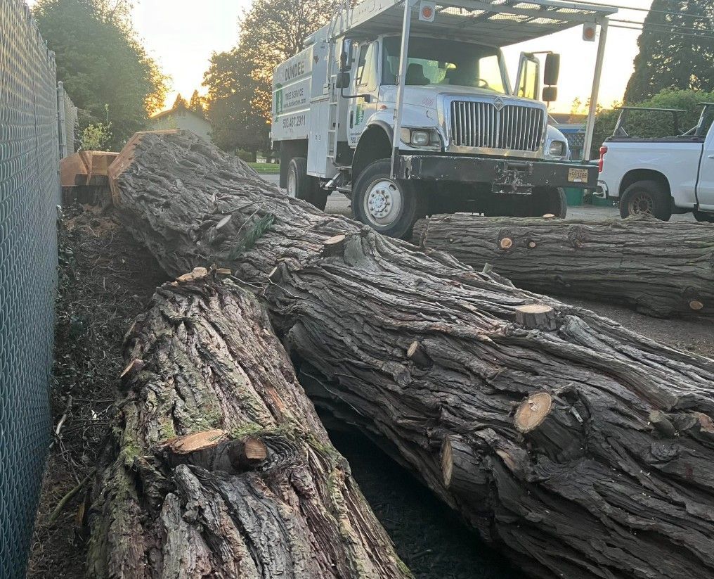 Large tree trunks on the ground near a tree service truck and a white pickup truck.