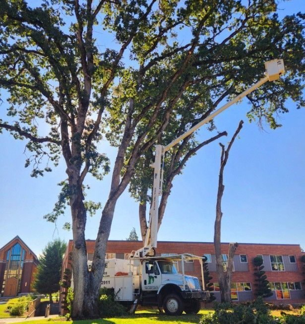 A tree service truck trims branches of a large tree on a sunny day near a building.