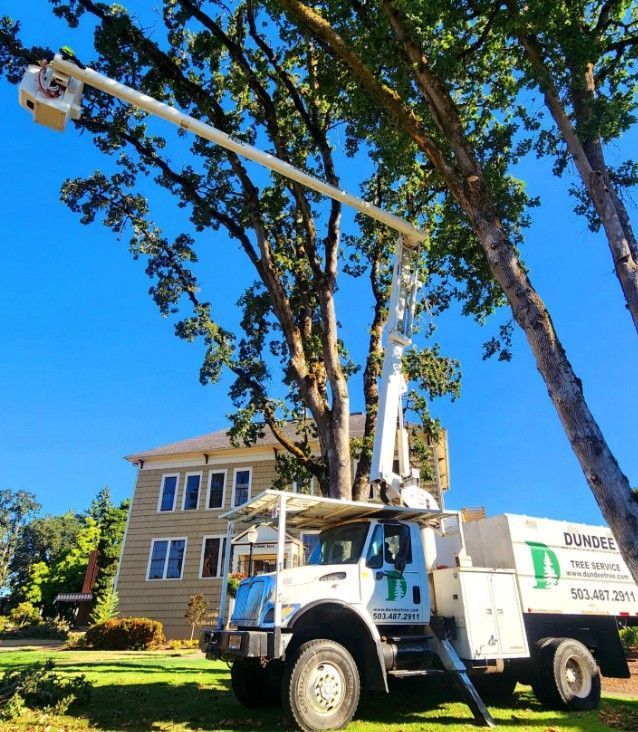 Tree service truck trimming a large tree near a house under a clear, blue sky.