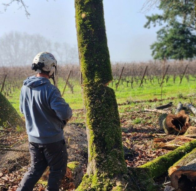 Person cutting a mossy tree trunk with a chainsaw in a field with vineyards.