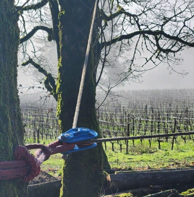A blue pulley system attached to trees, with a vineyard in the misty background.