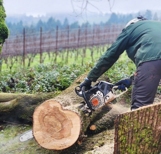 Person cutting a log with a chainsaw outdoors, with vineyard in the background.
