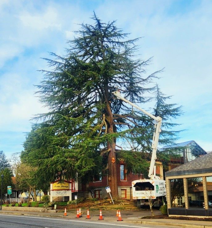 Large tree being trimmed by a lift truck in front of a building on a city street.