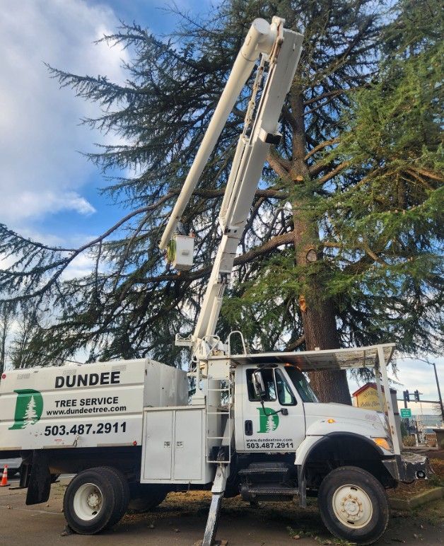 Tree service truck with extended lift trimming a tall tree under a cloudy sky.