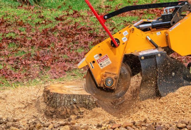 A stump grinder in action, grinding a tree stump into wood chips.