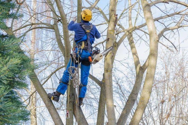 Arborist in blue jumpsuit and helmet, cutting tree branches with a chainsaw, secured by ropes.