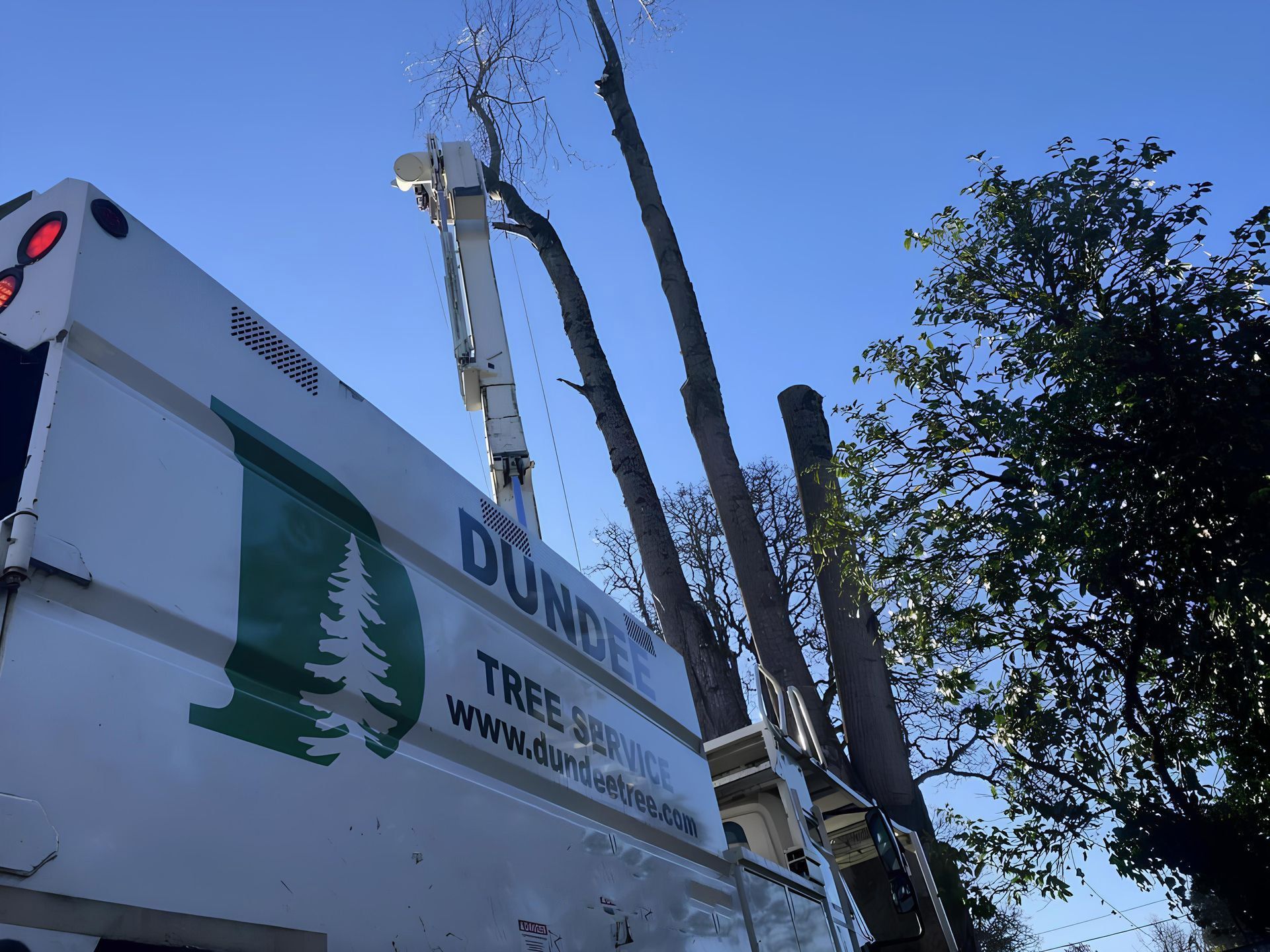Tree service truck with a boom trimming a tall tree against a blue sky.