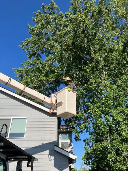 Person in a lift bucket trimming a large tree near a light blue building on a sunny day.