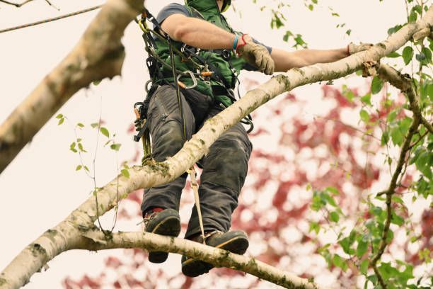 Arborist in safety harness trims tree branches.