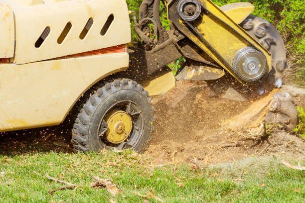Yellow stump grinder grinding a tree stump in a grassy yard, spraying wood chips.