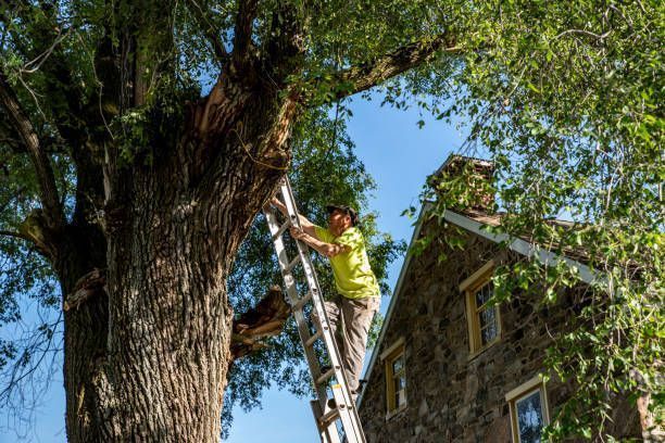 Person on a ladder, pruning a large tree next to a stone house under a blue sky.