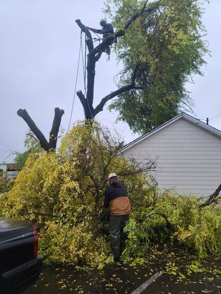 Two people trimming a large tree. One is in the tree, one is on the ground. Branches and leaves are strewn about.