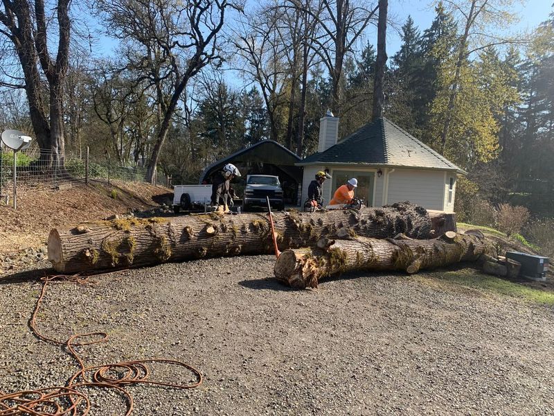 Workers cutting logs in front of a small building. Brown logs, gravel ground, sunny day.