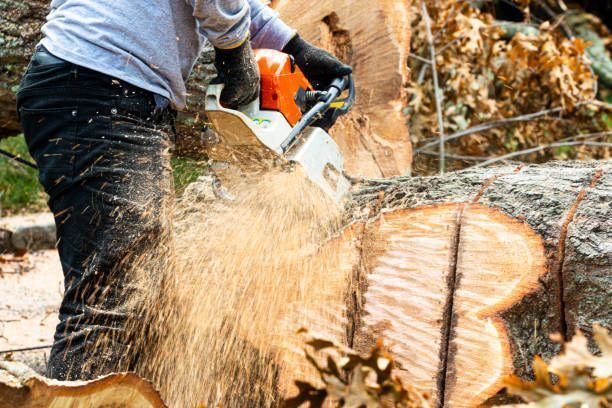 Person using a chainsaw to cut a tree trunk, wood chips flying.