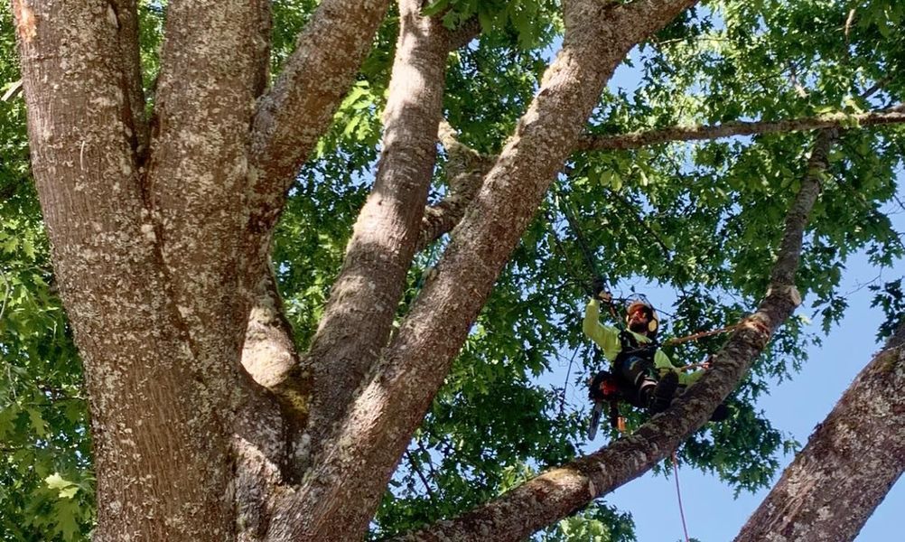 Arborist in safety gear, climbing large tree branches. Bright sunlight, blue sky.