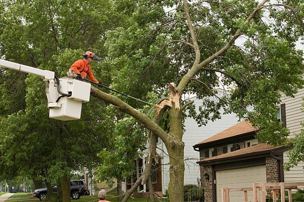 Arborist in lift bucket, trimming a tree branch near a house; outdoors, bright daylight.