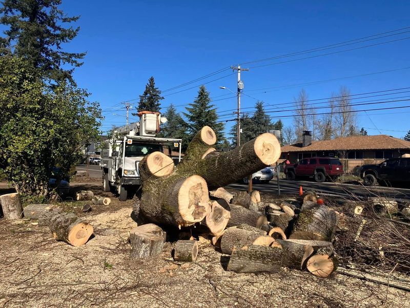 Tree being cut down by a truck-mounted lift on a sunny day. Logs and stumps are scattered on the ground.