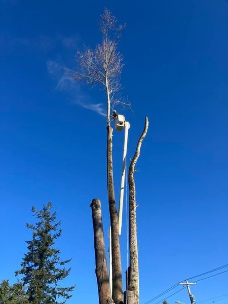 Tall, bare tree with a security camera mounted on its trunk against a bright blue sky.