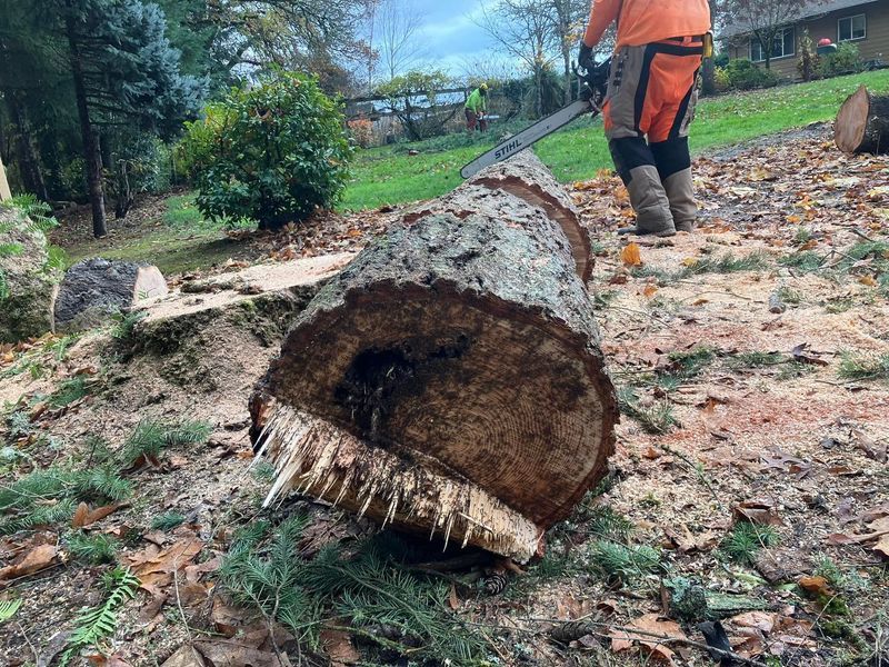 A felled log with exposed end, saw marks, and an arborist in orange gear operating a chainsaw in a yard.