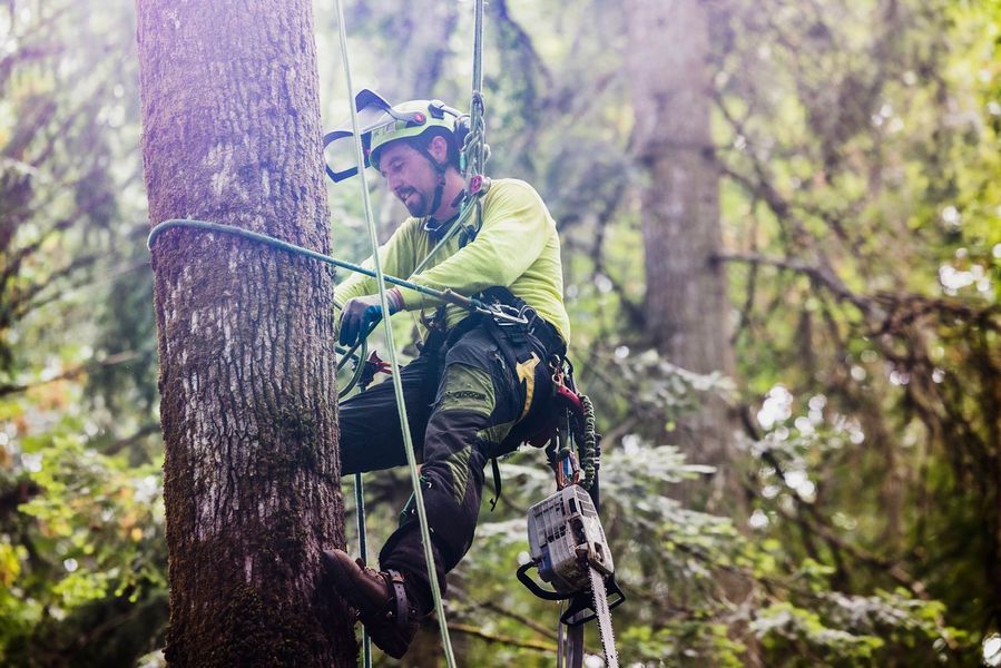 Arborist in a tree, wearing a helmet and harness, using a chainsaw. Forest background, daylight.