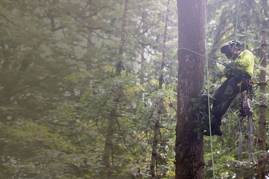 Arborist in safety gear, climbing a tall tree in a foggy forest.