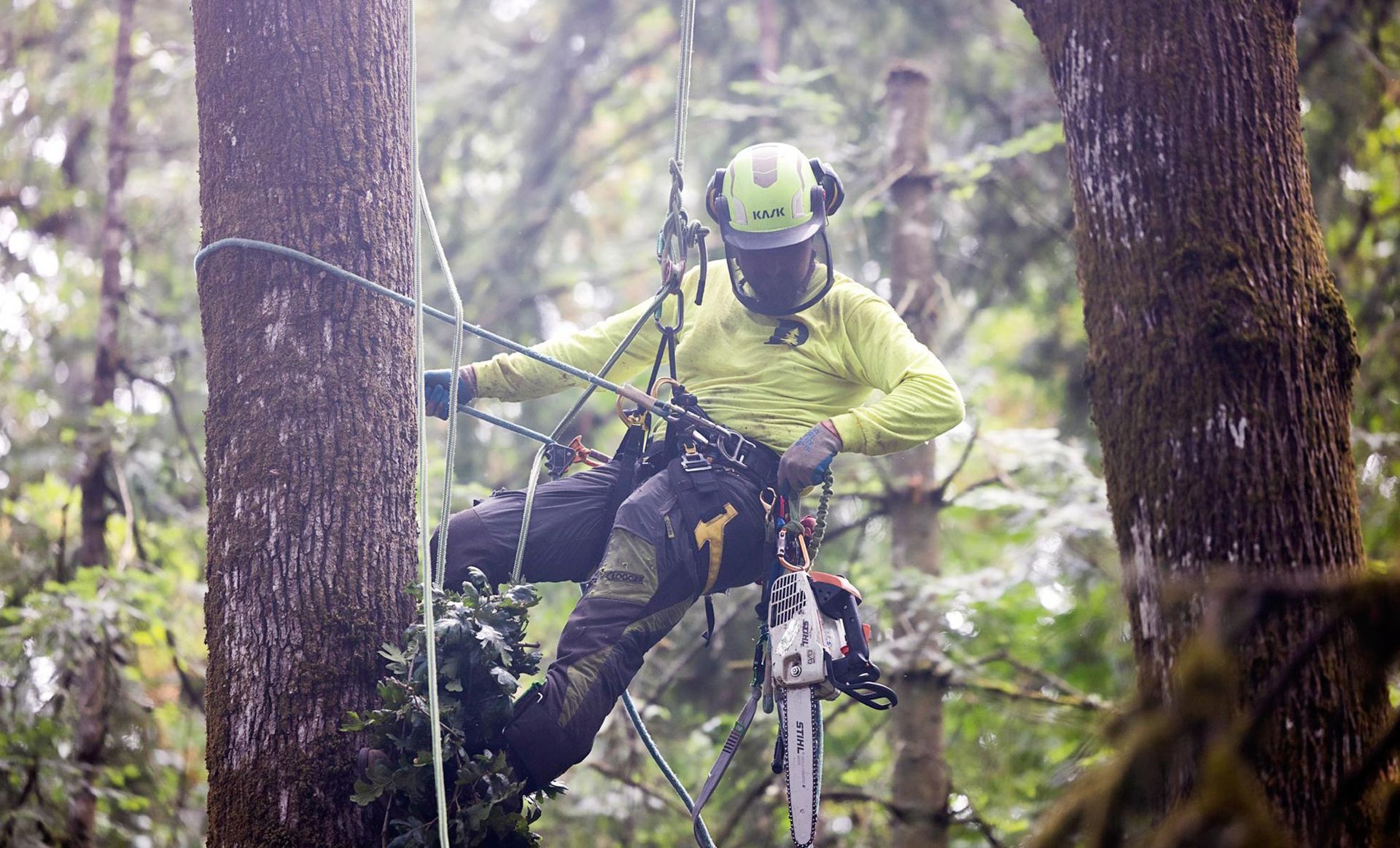Arborist in a tree trimming with a chainsaw. Wearing safety gear. Forest setting.