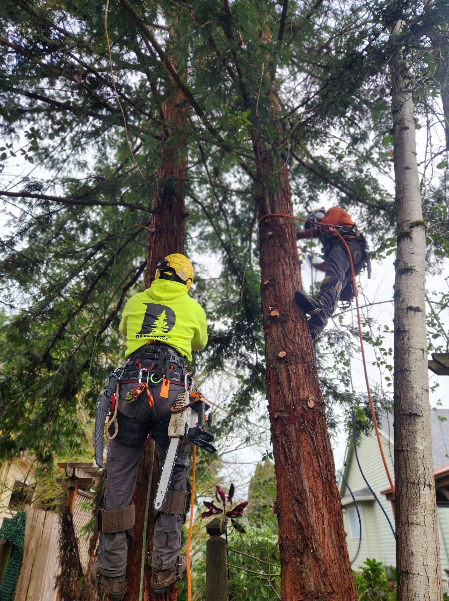 Two arborists in harnesses and safety gear are high in the trees, actively cutting branches with chainsaws.