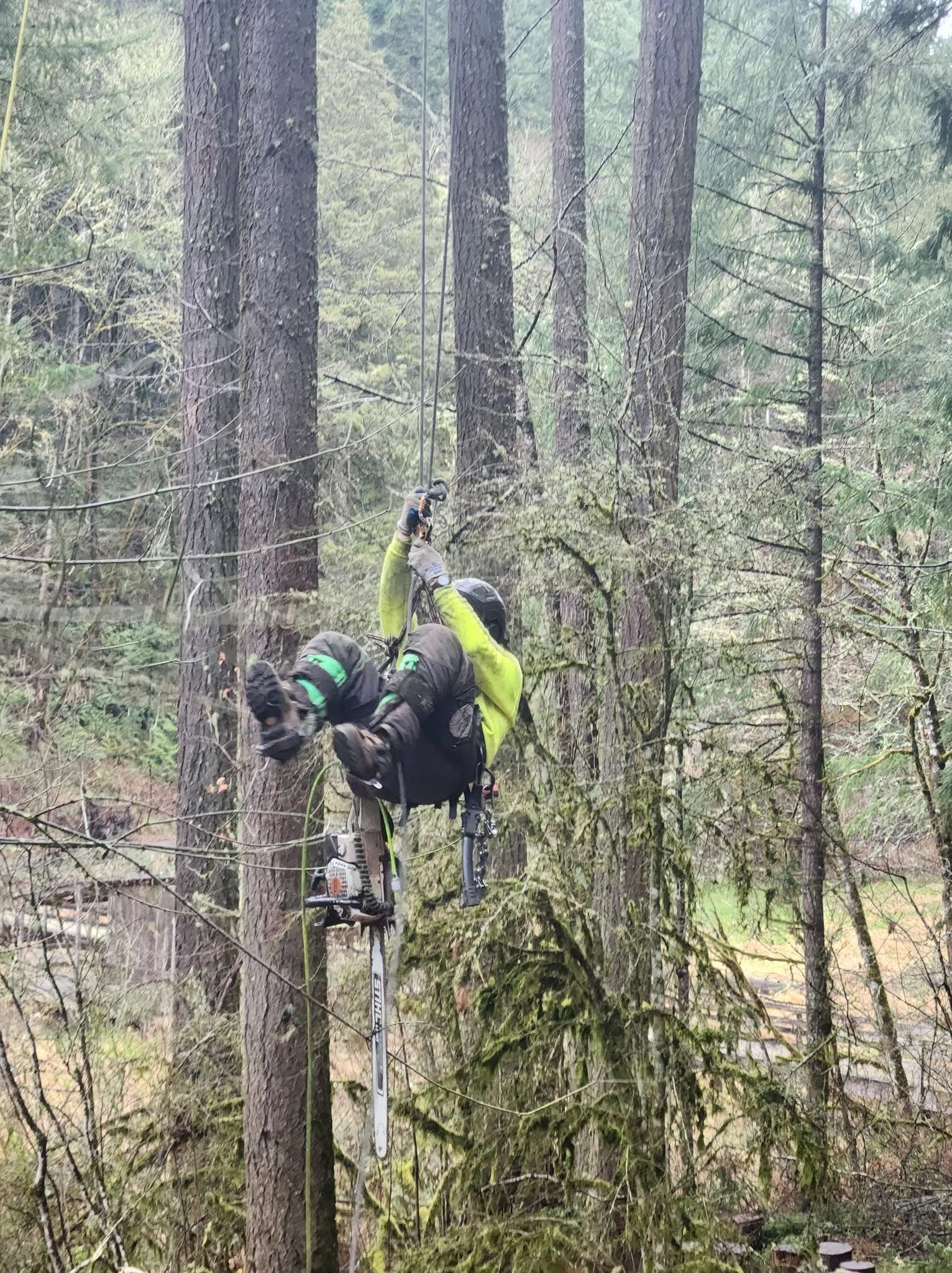 A person wearing a neon yellow jacket and safety gear climbing a tall tree in a forest.