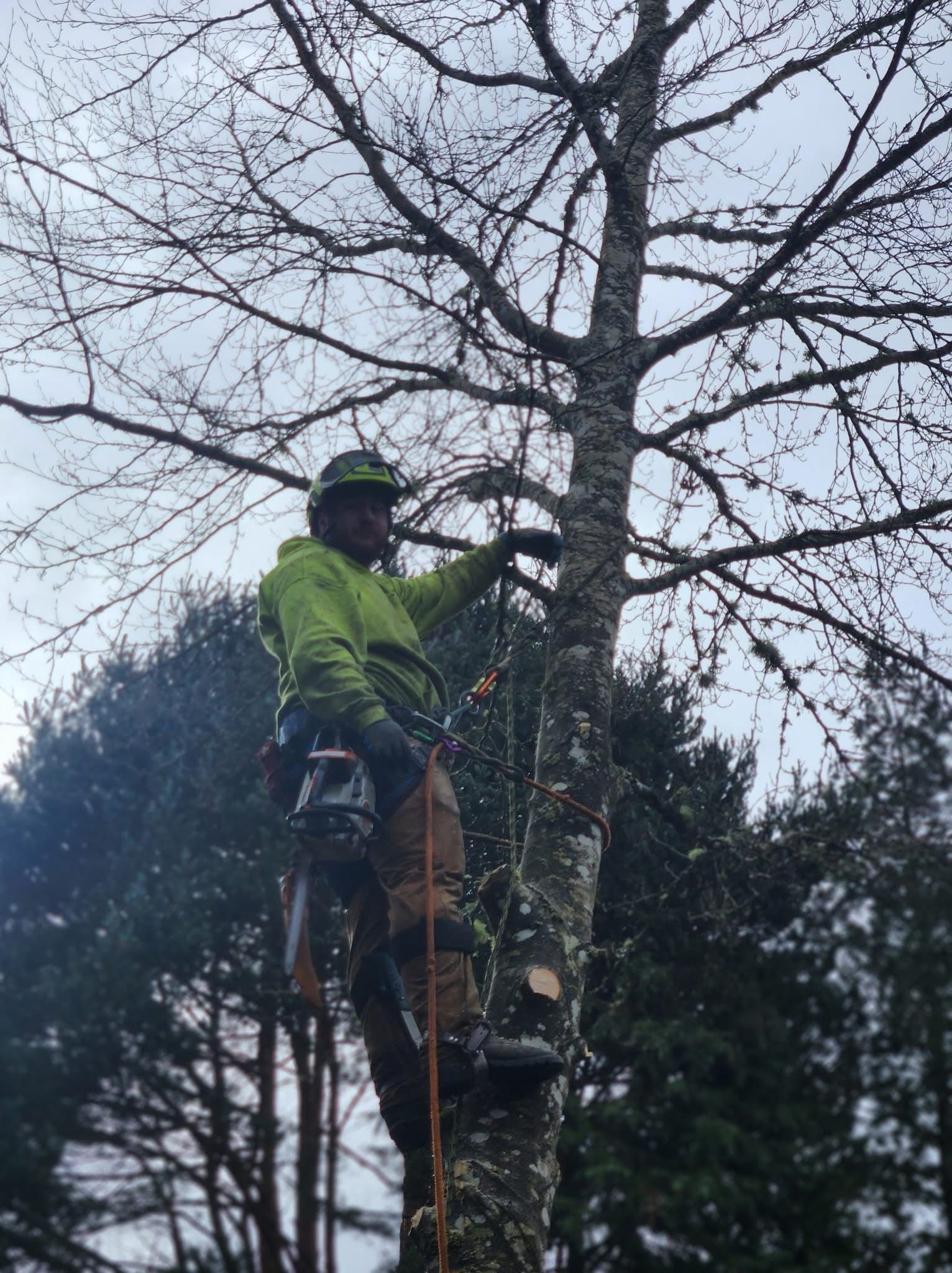 A tree worker in a neon green jacket and safety gear, secured by ropes, climbs a tall tree against a cloudy sky.