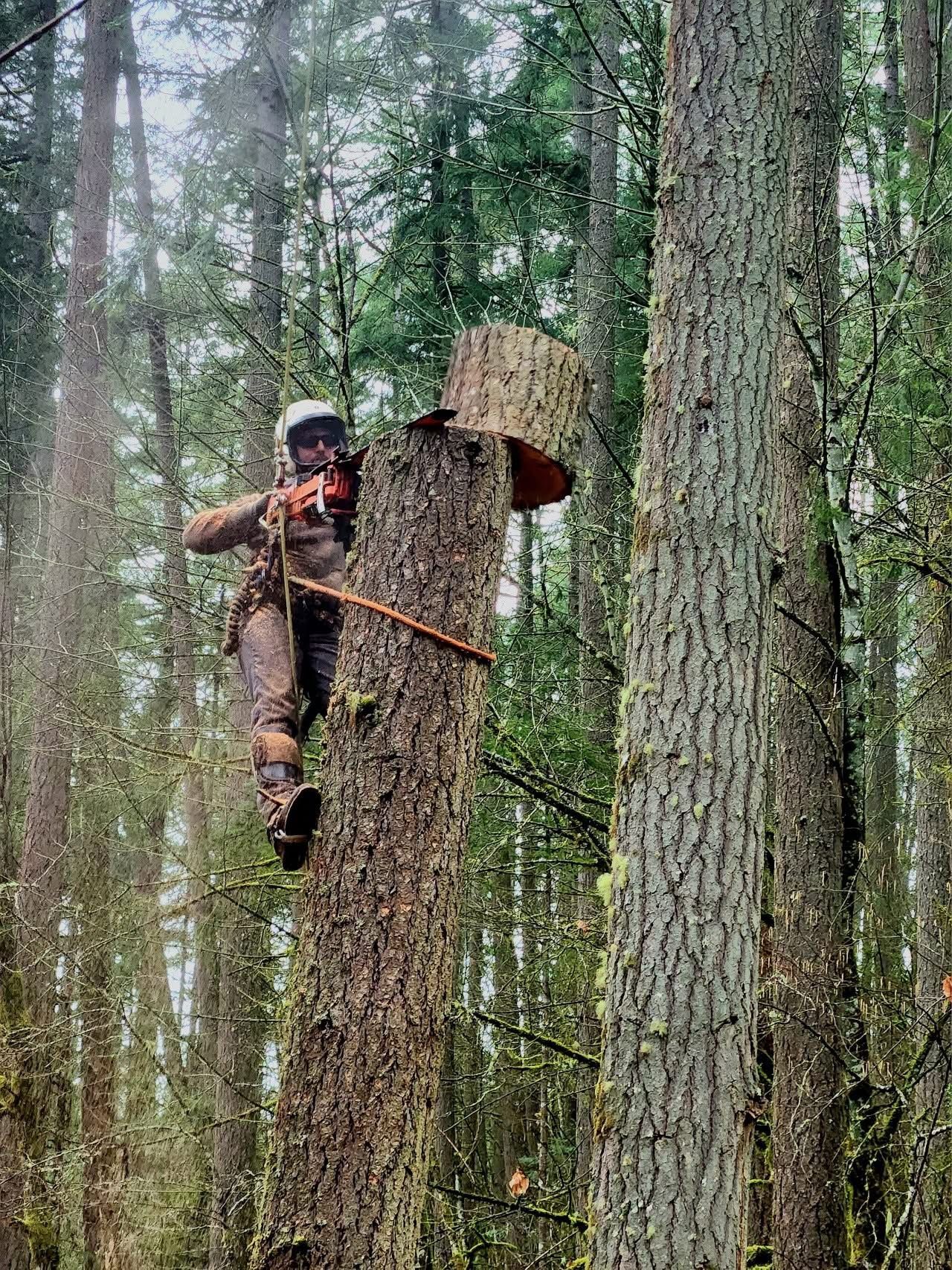 A person in safety gear uses a chainsaw to remove the top of a tall tree while suspended by a climbing harness.