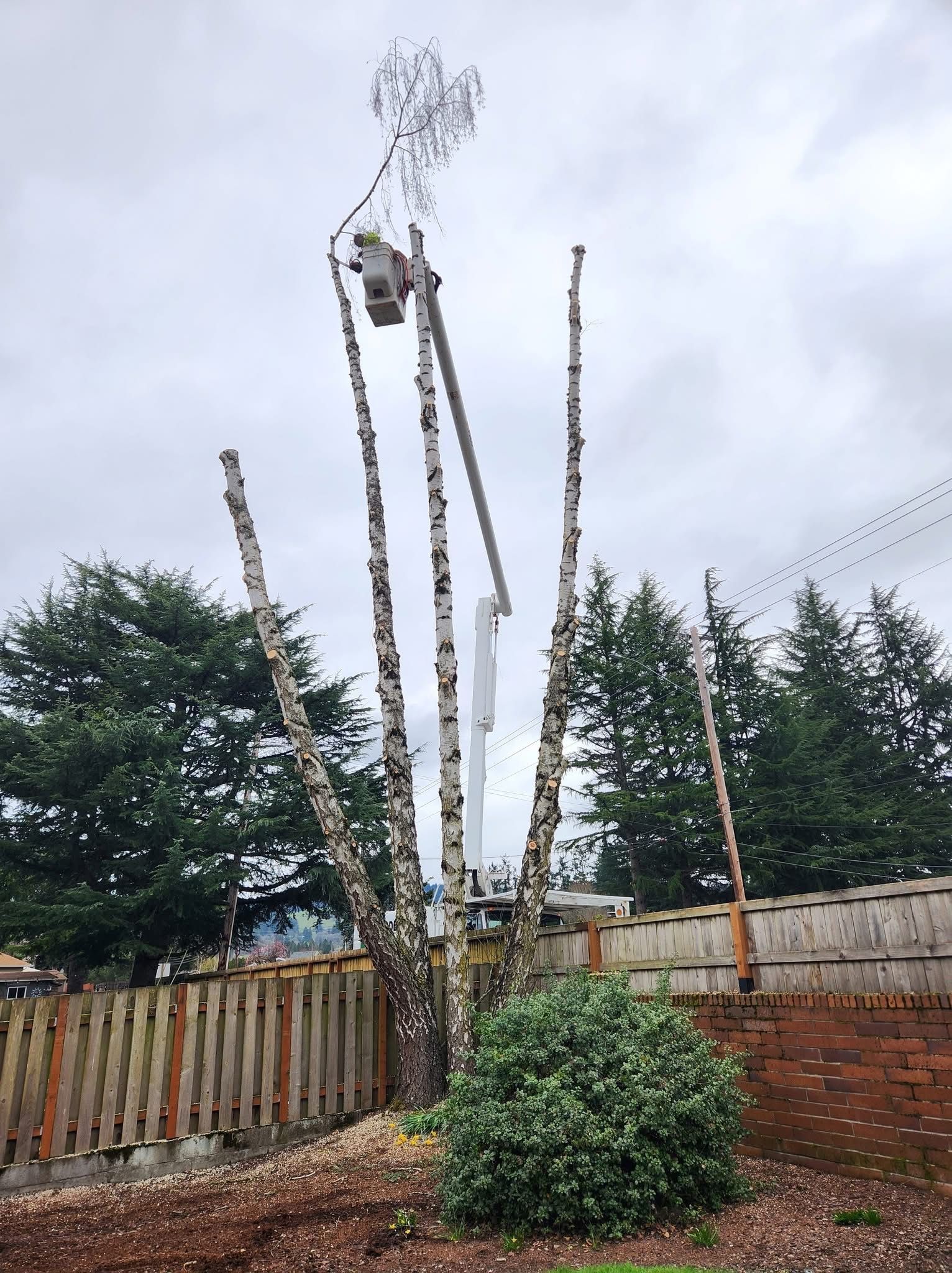 A worker in a cherry picker bucket trims the high branches of a multi-trunk birch tree in a residential backyard.