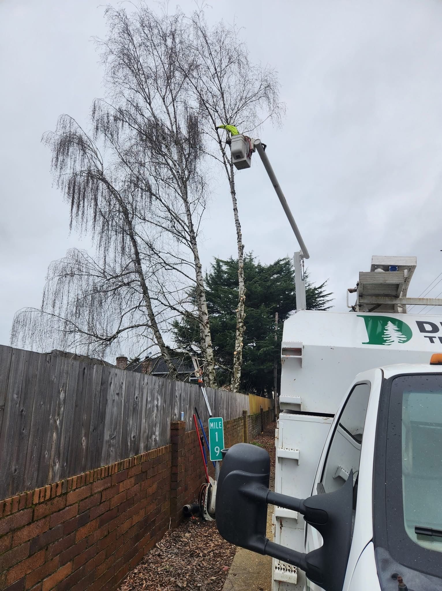 A worker in a bucket truck trims the branches of a tall tree near a brick fence on an overcast day.