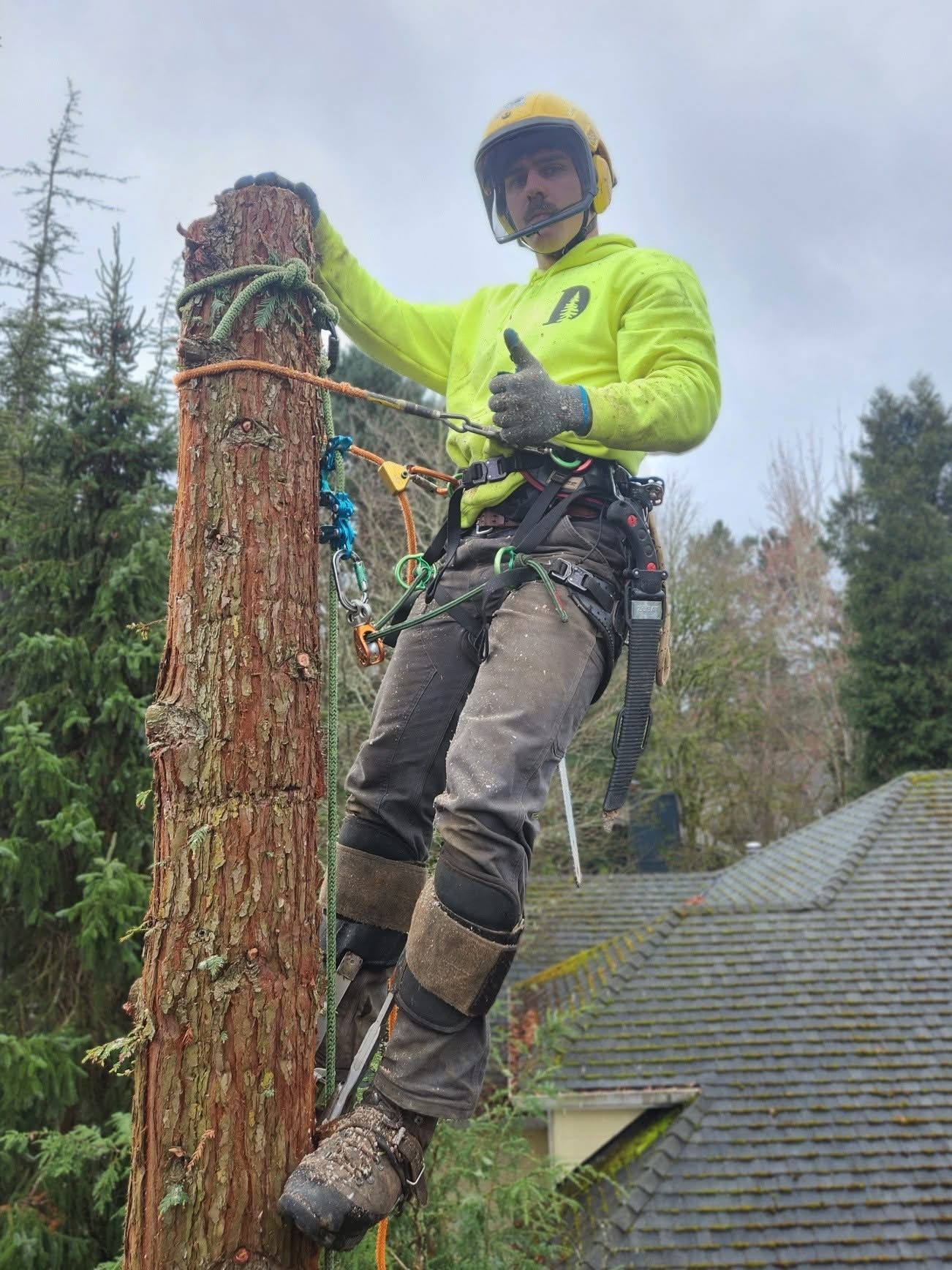 An arborist in a high-visibility hoodie and helmet climbs a tree trunk, giving a thumbs up with a gloved hand.