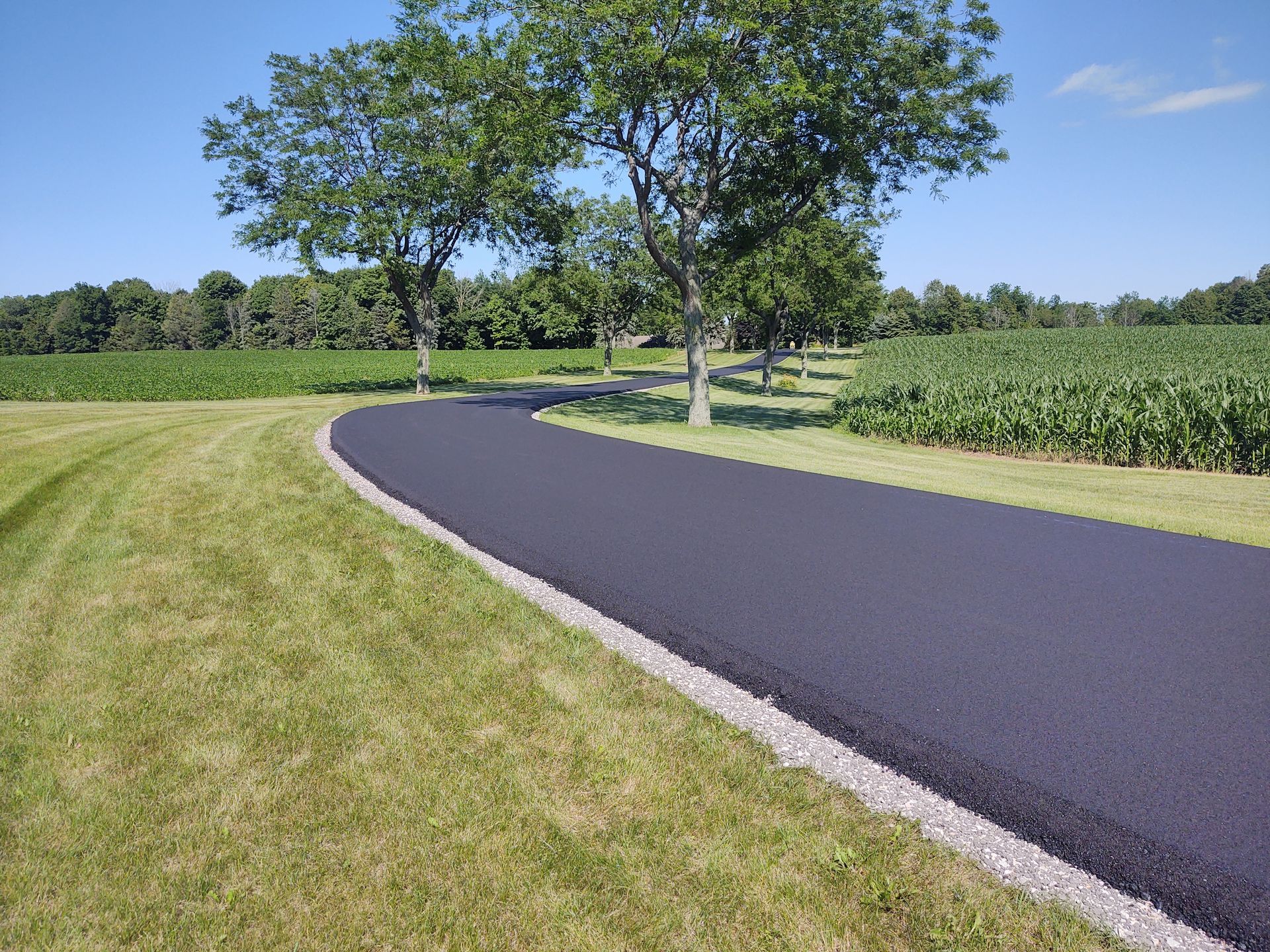 A road goes through a grassy field with a tree in the middle.